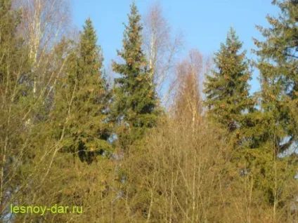 Ялина звичайна, лісова комора (звичайна) Ялина звичайна, лісова комора