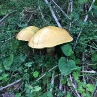 Їхати на весілля чи ні, жіночий інтернет, телефон довіри (їхати) Їхати на весілля чи ні, жіночий інтернет, телефон довіри