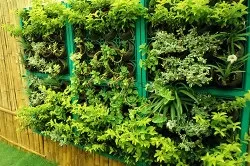 Фітостена своїми руками схема, технологія виготовлення (фото і відео) (фітостена) Фітостена своїми руками схема, технологія виготовлення (фото і відео)