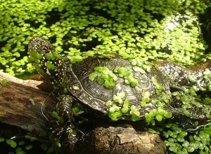 Європейська болотяна черепаха характер, особливості зовнішнього вигляду і змісту в домашніх умовах (європейська) Європейська болотяна черепаха характер, особливості зовнішнього вигляду і змісту в домашніх умовах