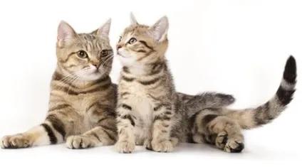 Європейська короткошерста опис породи, характер, фото, відео, відгуки (породи) Європейська короткошерста опис породи, характер, фото, відео, відгуки