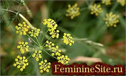 Фенхелевий чай - безцінний напій, який перемагає недуги (перемагає) Фенхелевий чай - безцінний напій, який перемагає недуги