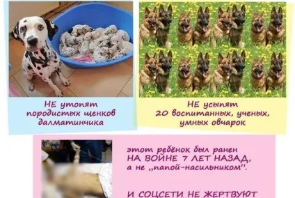 Фейки і обмани в соцмережах хто хоче приспати 20 вівчарок (вівчарок) Фейки і обмани в соцмережах хто хоче приспати 20 вівчарок