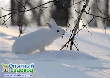 Якщо зайці погризли дерева, osadovod - все про садe, городі і дизайні (поради дачникам) Якщо зайці погризли дерева, osadovod - все про садe, городі і дизайні