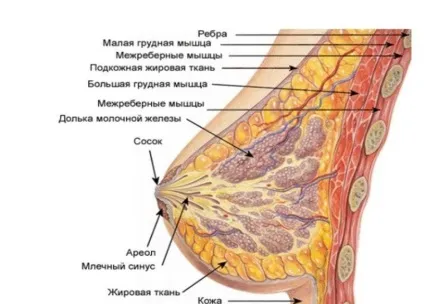 Фіброзно жирова інволюція молочних залоз що таке мастопатія, які зміни і трансформації (жирова) Фіброзно жирова інволюція молочних залоз що таке мастопатія, які зміни і трансформації
