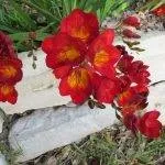 Фрезія посадка і догляд у відкритому грунті в домашніх умовах і вирощування в горщиках (100 фото (посадка) Фрезія посадка і догляд у відкритому грунті в домашніх умовах і вирощування в горщиках (100 фото
