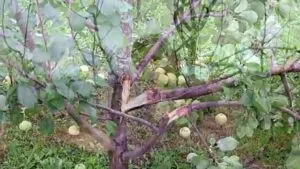 Формування крони плодового дерева як обрізати грушу навесні і восени (формування) Формування крони плодового дерева як обрізати грушу навесні і восени