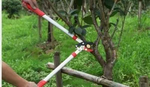 Формування крони плодового дерева як обрізати грушу навесні і восени (формування) Формування крони плодового дерева як обрізати грушу навесні і восени