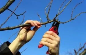 Формування крони плодового дерева як обрізати грушу навесні і восени (особливо обрізки груші навесні) Формування крони плодового дерева як обрізати грушу навесні і восени