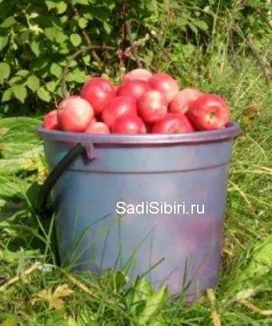 Фотографії яблуні в 2013 році - сади сибіру (2013) Фотографії яблуні в 2013 році - сади сибіру