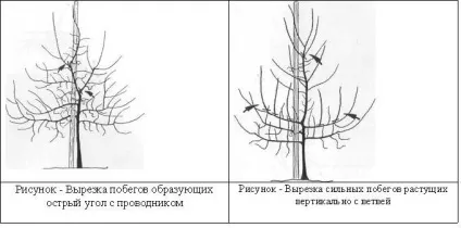 Формування і обрізка дерев грушівсё для фермерів (наявності конкурентів вирізують) Формування і обрізка дерев грушівсё для фермерів