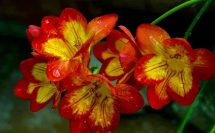 Фрезія посадка і догляд у відкритому грунті в домашніх умовах і вирощування в горщиках (100 фото (відкритому) Фрезія посадка і догляд у відкритому грунті в домашніх умовах і вирощування в горщиках (100 фото