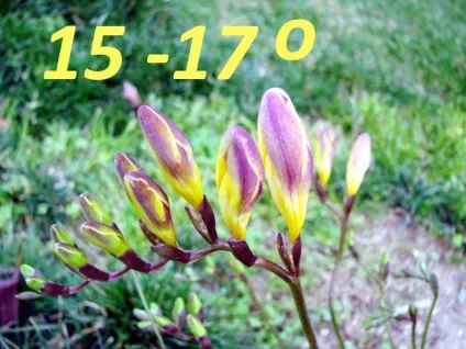 Фрезія посадка і догляд у відкритому грунті в домашніх умовах і вирощування в горщиках (100 фото (відкритому) Фрезія посадка і догляд у відкритому грунті в домашніх умовах і вирощування в горщиках (100 фото