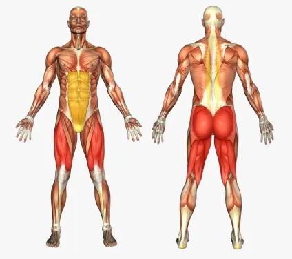 Full body або спліт що краще - red health (краще) Full body або спліт що краще - red health