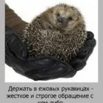 Галопом по європах, про все