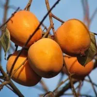 Де росте хурма вУкаіни