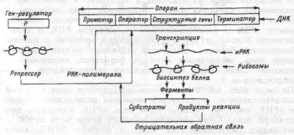 генетичний код