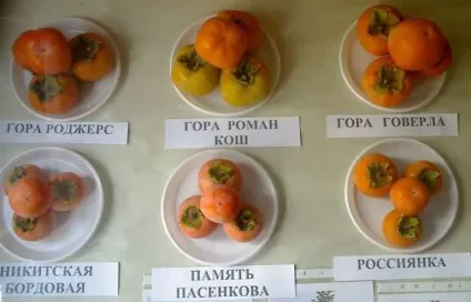 Де і як росте хурма, фото на дереві і в домашніх умовах (фото) Де і як росте хурма, фото на дереві і в домашніх умовах
