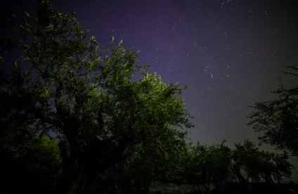 Гетсиманський сад опис, історія, екскурсії, точна адреса (вісім неймовірно старих оливкових) Гетсиманський сад опис, історія, екскурсії, точна адреса