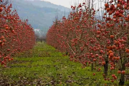 Де і як росте хурма, фото на дереві і в домашніх умовах (зростає) Де і як росте хурма, фото на дереві і в домашніх умовах