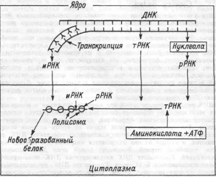 генетичний код
