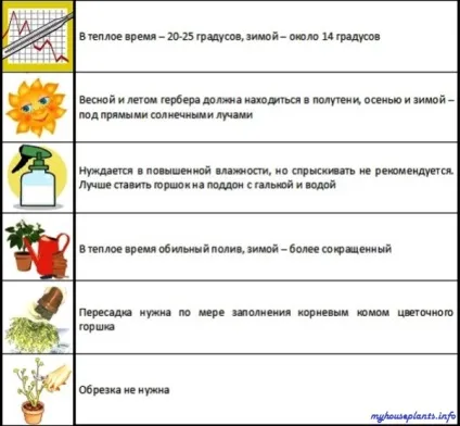 Гербера Джемсона - мої кімнатні рослини