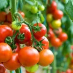 Голландське насіння томатів для відкритого грунту (насіння) Голландське насіння томатів для відкритого грунту