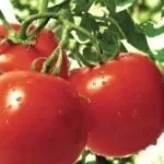 Голландське насіння томатів для відкритого грунту (відкритого) Голландське насіння томатів для відкритого грунту
