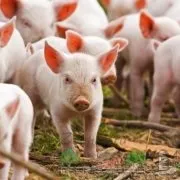 Глисти у поросят і свиней симптоми недуги і методи його лікування (поросят) Глисти у поросят і свиней симптоми недуги і методи його лікування