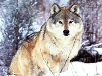 Голос вовка mp3 голос пісня виття сірого вовка слухати вовк (canis lupus) скачати онлайн безкоштовно (голос) Голос вовка mp3 голос пісня виття сірого вовка слухати вовк (canis lupus) скачати онлайн безкоштовно