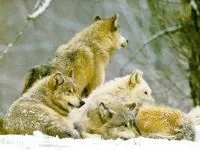 Голос вовка mp3 голос пісня виття сірого вовка слухати вовк (canis lupus) скачати онлайн безкоштовно (голос) Голос вовка mp3 голос пісня виття сірого вовка слухати вовк (canis lupus) скачати онлайн безкоштовно