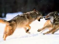 Голос вовка mp3 голос пісня виття сірого вовка слухати вовк (canis lupus) скачати онлайн безкоштовно (пісня) Голос вовка mp3 голос пісня виття сірого вовка слухати вовк (canis lupus) скачати онлайн безкоштовно
