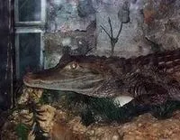 Глазлівая, краса, містика, гороскопи і сни (висловила прикмету таке часто) Глазлівая, краса, містика, гороскопи і сни