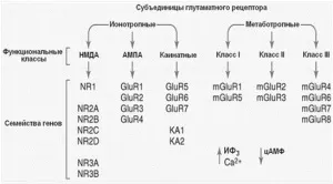 Глутамінова кислота і мозок mnda- рецептори