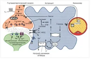 Глутамінова кислота і мозок mnda- рецептори