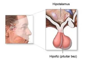 Гіпофіз, все просто