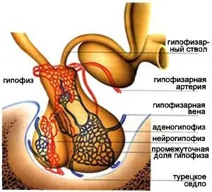 Гіпофіз, все просто