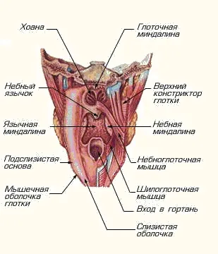 Глотка і гортань, голосові зв'язки і голос, гортань будова і функції (голос) Глотка і гортань, голосові зв'язки і голос, гортань будова і функції