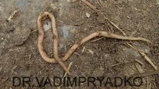 Глисти у корів і телят лікування (корів) Глисти у корів і телят лікування