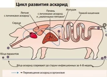 Глисти у свиней