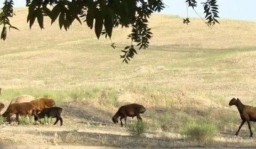 Гиссарськая порода овець як перспектива розвитку прибуткового бізнесу (виготовлення кошми повсті) Гиссарськая порода овець як перспектива розвитку прибуткового бізнесу