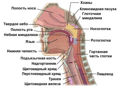 Глотка і гортань, голосові зв'язки і голос, гортань будова і функції (зв'язки) Глотка і гортань, голосові зв'язки і голос, гортань будова і функції