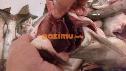 Горбуша в олії - рецепт з фото на зиму в домашніх умовах