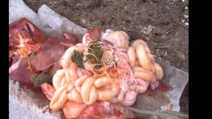 Глисти у свиней симптоми і лікування ліками і народними методами