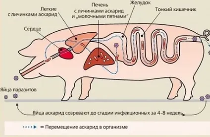 Глисти у свиней симптоматика з лікуванням і шляхами зараження (шляхами) Глисти у свиней симптоматика з лікуванням і шляхами зараження