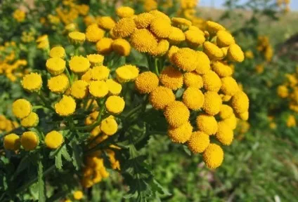 Глисти у свиней симптоматика з лікуванням і шляхами зараження (глисти) Глисти у свиней симптоматика з лікуванням і шляхами зараження