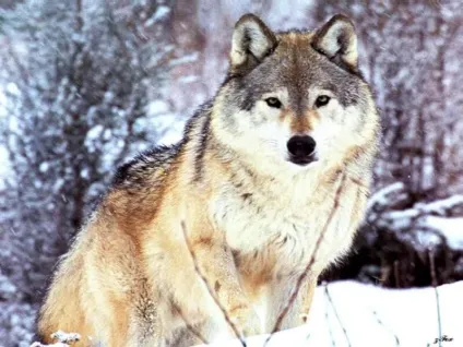 Голос вовка mp3 голос пісня виття сірого вовка слухати вовк (canis lupus) скачати онлайн безкоштовно (вовка) Голос вовка mp3 голос пісня виття сірого вовка слухати вовк (canis lupus) скачати онлайн безкоштовно