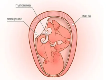Гіпоплазія плаценти що це, причини, симптоми і лікування захворювання (плаценти) Гіпоплазія плаценти що це, причини, симптоми і лікування захворювання