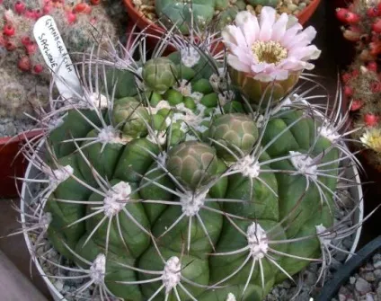 Гимнокалициума - поради по догляду і розмноженню, greenhome (розмноженню) Гимнокалициума - поради по догляду і розмноженню, greenhome