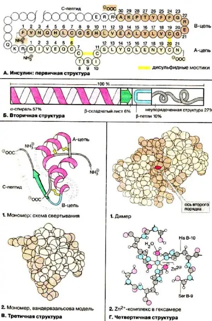 глобулярні білки